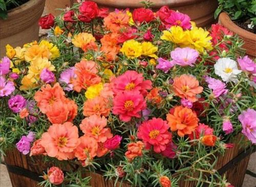 这些花籽， 耐高温，抗雨淋，六月播种正当时