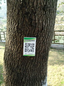 人工栽培和自然变异， 让识别梗难