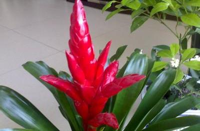 冬天鸿运当头如何养护才嫩保证其生长旺盛？