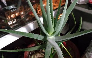 库拉索芦荟如何种植？适合哪些土壤