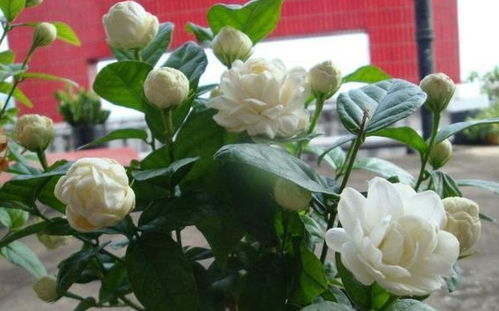 茉莉花夏天可以换盆吗？夏季适合给茉莉花换盆吗