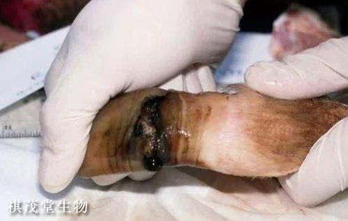 预防蹄裂、蹄冠炎，加强蹄部护理