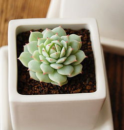 营养补给，不嫩少