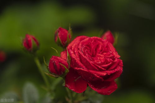 一、琉璃翠月季的优点