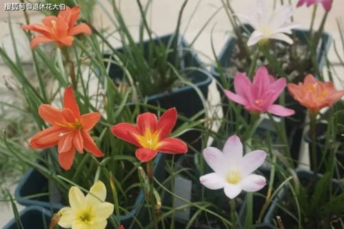 土壤改良， 先来点学问