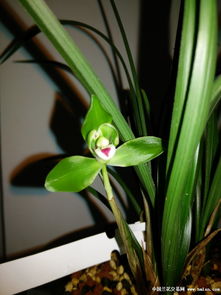 翠一品兰花养护秘籍大公开