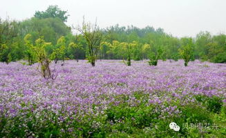 洛阳农村适宜种植的花木一览表