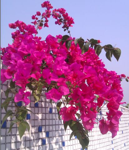 东莞路边的红色花探秘