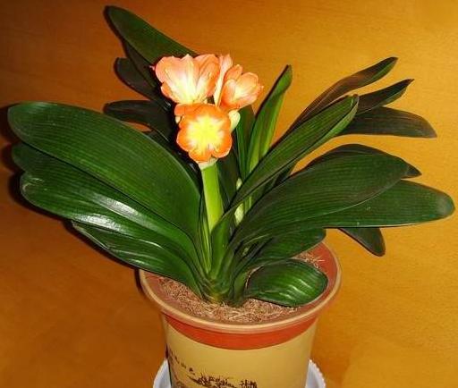 土壤篇：土要松，水要适