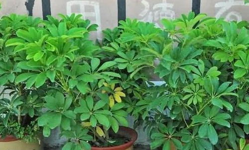 鸭脚木：吸烟家庭的救星