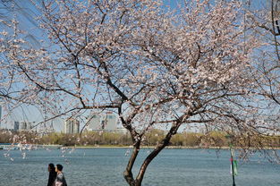 桃花与我的回忆