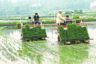 荆州农科所的“双行补种法”