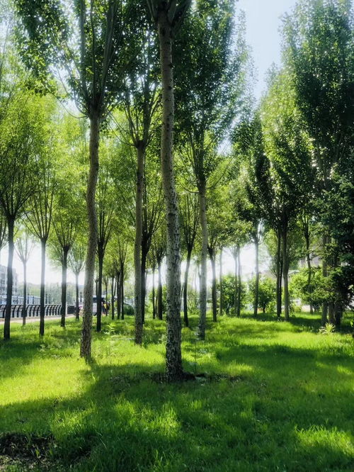 夏日树荫下的绿意盎然