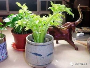 洋葱水培能开花吗？