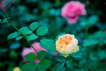 阳光月季， 晒晒我的种植心得