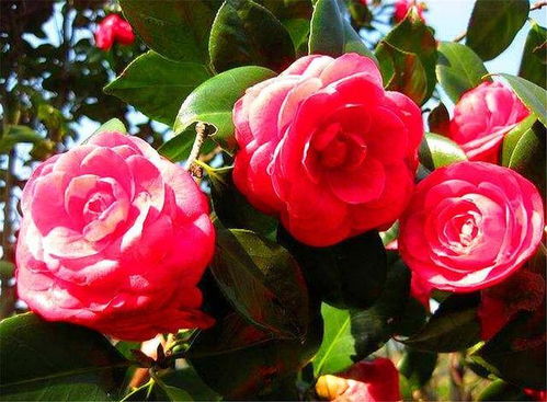 山茶花烂叶，是土壤问题吗