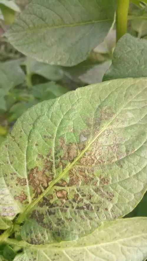 轮作与病虫害防治