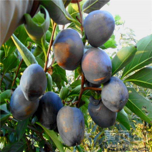 甘秋甜柿：美观又美味， 无涩味