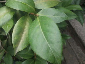 七叶树的叶子是什么样的？