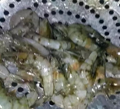 高效氯氰菊酯：广谱性杀虫剂， 却对鱼虾毒性大