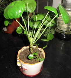 一、 四月新手养啥植物存活率高