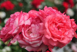 市树、 市花的选择与推广