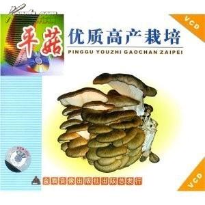 平菇种植新技术，提高产量与品质