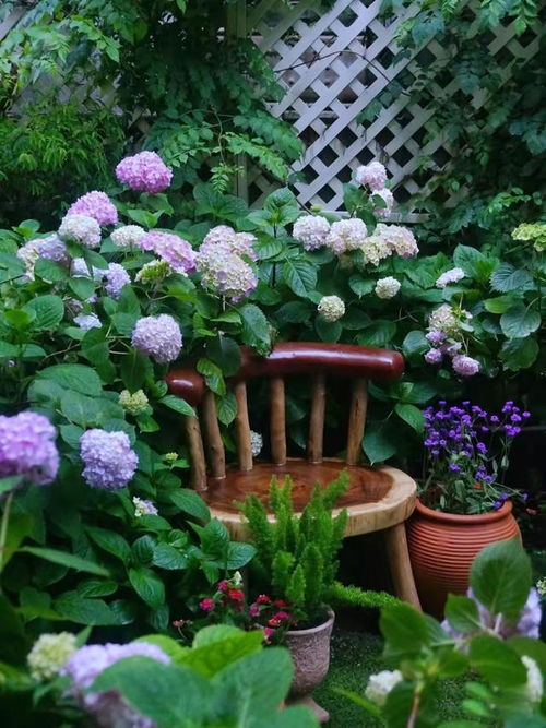 鼠尾草的多种用途