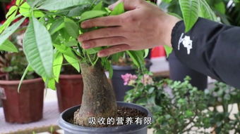 第二步：剪掉枯黄叶子