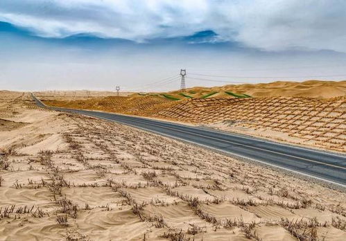 沙漠植物， 各有各的本领