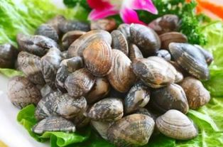 蛤蜊清洗：去除泥沙