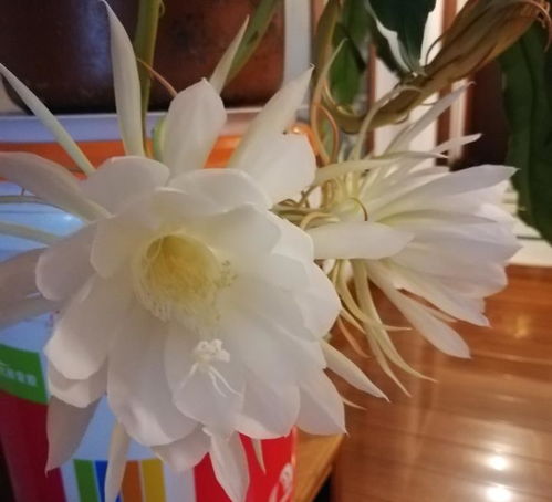 昙花为何能在夜间绽放，又为何被称为“昙花一现”