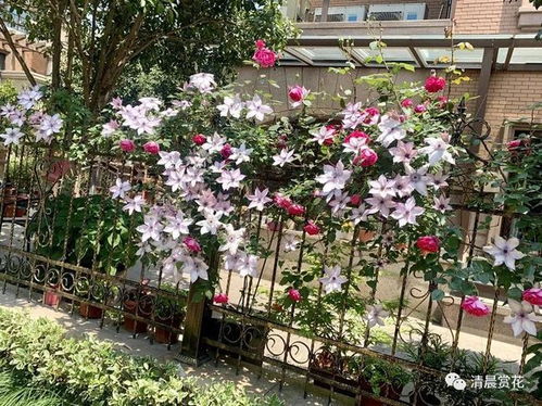 二、玉兰：步步惊心的美丽