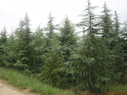 雪松栽种那些事儿