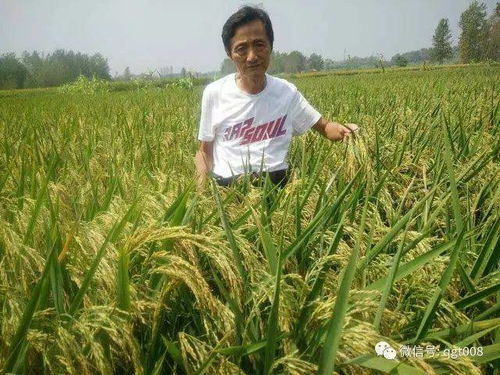 饲料稻谷收购价是多少，用其喂养一只鹅大概需要多少钱？