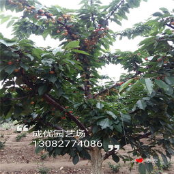 育苗前的准备，土壤的翻深和处理