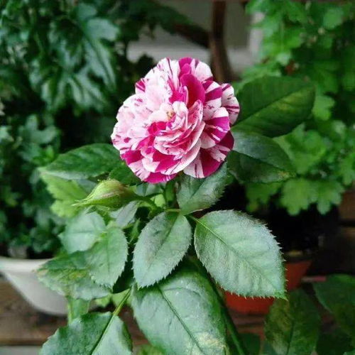 红宝石冰月季的美丽与魅力