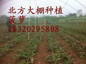 北方橡树的生存挑战