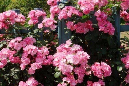 藤本月季造型花球冠幅1米的价格之谜