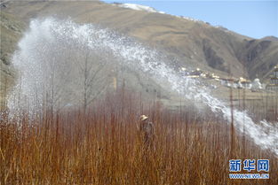 高原阳光， 热辣辣的“烤验”