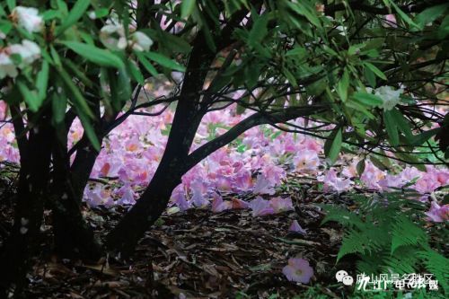 干枝杜鹃花期多久？这份花期指南