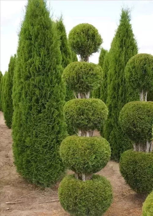 球形树品种，你知道多少？