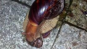 菜园蜗牛的烦恼：如何科学防治？