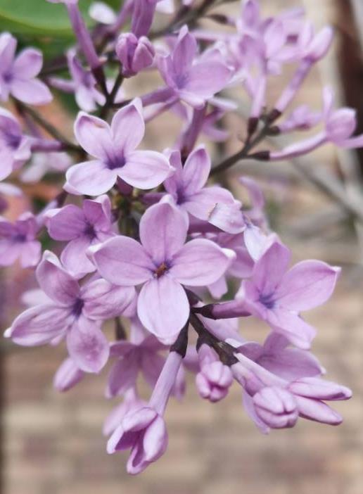 络石藤花的独特香味