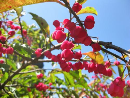 可依嫁接的植物大家庭