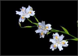 园林中的小白花：适应性强