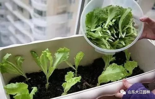 二、 种植技巧分享