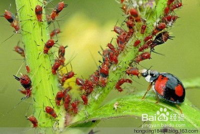 苹果树防治红蜘蛛和蚜虫的农药使用指南