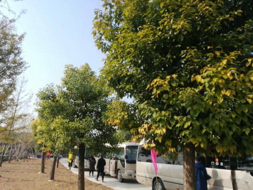 倒春寒的考验：87%种苗保住记