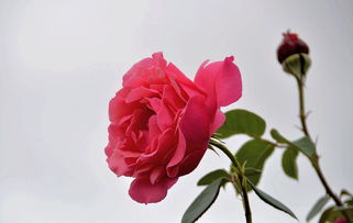 月季花开，如梦如幻